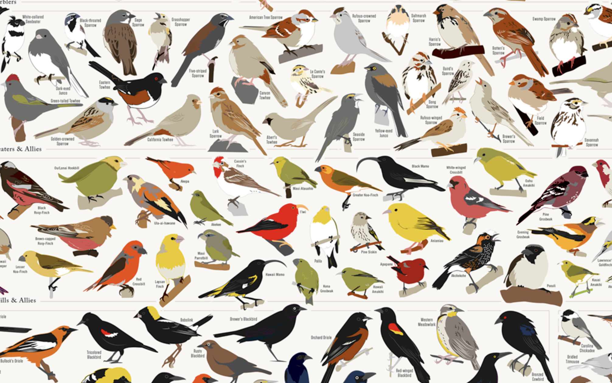 Pop Chart Birds